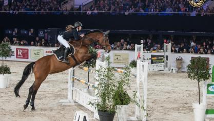 Naast de internationale springcompetitie op een en 2 sterren niveau komt ook de  hengstencompetitie opnieuw naar Gent.