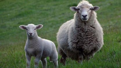 Er zijn 76 schapen, 6 lammeren, 10 kalkoenen en 10 kippen in beslag genomen.