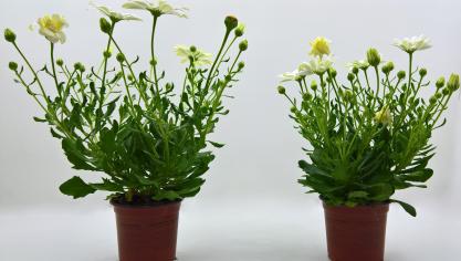 Een sierplant hoort voor de consument vooral aantrekkelijk te zijn en te blijven. Ze mag daarom liefst niet te groot of grillig worden.
