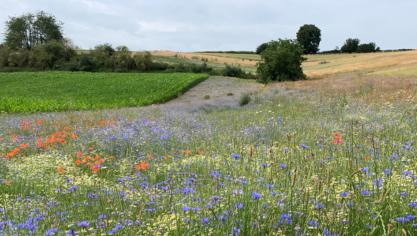 Landbouwers sluiten beheerovereenkomsten met de VLM om natuur, landschap en milieu te helpen.
