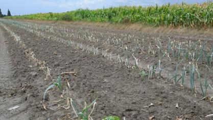 Met bevoegdheden als onder meer landbouw hebben de gewesten belangrijke hefbomen inzake klimaatbeleid in handen.