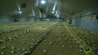 De samenwerking zal haar eerste vruchten afwerpen in de pluimveesector.