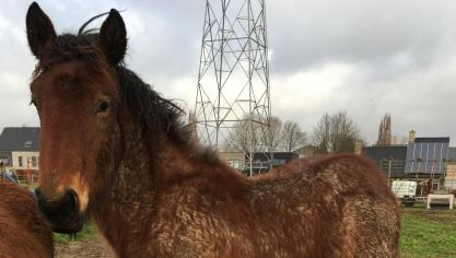 Eind februari vertrekt Jozef naar Roemenië.