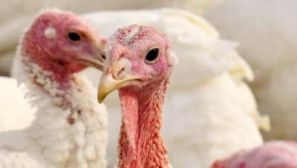 Door het FAVV werden op kalkoenbedrijven geen onregelmatigheden vastgesteld. Tussen 2015 en 2019 werden door de dienst Dierenwelzijn geen controles uitgevoerd in deze bedrijven.