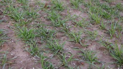 Fractioneren van de stikstofbemesting in de granen heeft als doelstelling maximaal in te spelen op het N-opnamepatroon.