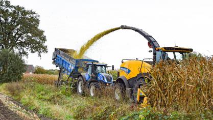 Op het veld wordt de gehakselde maïs in hooglossers geblazen.