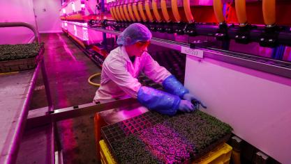 Basilicum in een verticaal landbouwbedrijf in Halle.