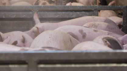 Niet al deze informatieformulieren gaan over de werking van het slachthuis zelf, een groot deel ervan heeft betrekking op het transport en de toestand van de aangeleverde dieren , beklemtoont Ben Weyts.