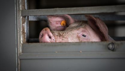 Een oplossing is dat er vanaf een bepaalde temperatuur ‘s nachts vervoerd kan worden, zodat de dierentransporten bij koelere temperaturen kunnen gebeuren.