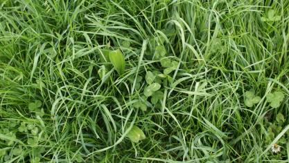 Door het eten en gegeten worden, stroomt er energie van de planten naar de micro-organismen en dieren die met de planten samenleven