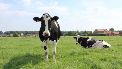 Als beweiding niet ondersteund wordt, zal die verder verdwijnen. Een mix van maatregelen kan de dalende trend echter keren.