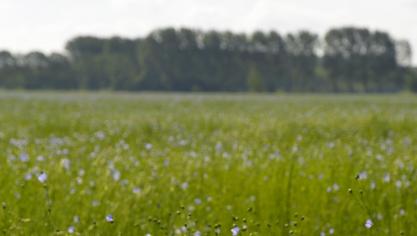 Mogelijke projecten zijn: groene zorg, de ontwikkeling van stadslandbouw, de omschakeling naar biologische landbouw, initiatieven rond sociale economie in een tuinbouwbedrijf...