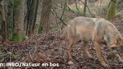 Het nestgebied vormt een secuur uitgekozen omgeving waar een wolvin haar welpen werpt en de maanden daarna probeert groot te brengen, afgeschermd van pottenkijkers.