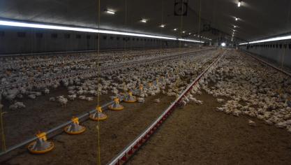 Er treedt géén ontsmettingsmiddelenresistentie en géén verhoogde antibioticaresistentie op door ontsmettingsmiddelen te gebruiken volgens de voorgeschreven toepassingswerkwijze en de geadviseerde dosering door de fabrikant, zo blijkt.