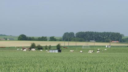De tarwemarkt staat onder druk: er is veel graan.