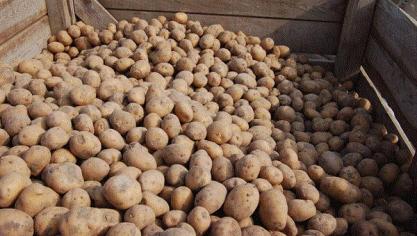 Bayer raadt het gebruik van eventuele voorraden van Monceren af voor de behandeling van pootgoed.