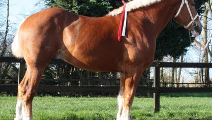 Kampioenhengst Circle Y Ricky’s Max van Jurgen Talpe uit Komen.