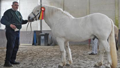 De vierjarige  Columbus van Guido Van Dyck  uit Broechem charmeerde met zijn typische  rasuitstraling.