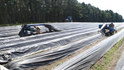 Om de piekmomenten op te vangen is de land- en tuinbouw in Vlaanderen afhankelijk van externe arbeiderskrachten.
