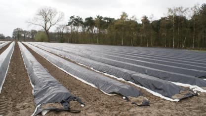 De afzet van asperges is enorm afhankelijk van de verkoop aan de horeca.