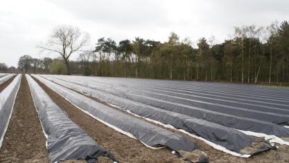 Crevits wil ook siertelers en bedrijven die voorjaarsgroenten telen tegemoet komen.