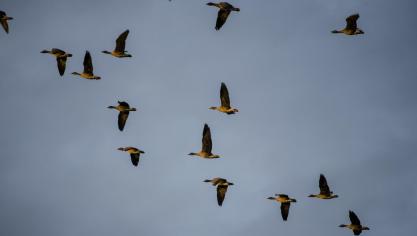 De kans bestaat dat vogels op trekroutes, onder ander deze die over België passeren, besmet zijn met vogelgriep. Neem daarom voorzorgsmaatregelen om een uitbraak te voorkomen.