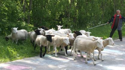 De komst van wolven is een rechtstreekse bedreiging voor de schapenhouderij.
