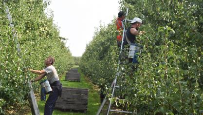 In de fruitteelt zijn tekorten kleiner, omdat ze daar al vroeger in het jaar met seizoenarbeid beginnen.