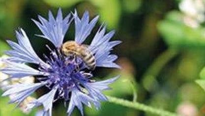 De bij is de belangrijkste natuurlijke bestuiver van fruit, tuinbouwgewassen en wilde planten.