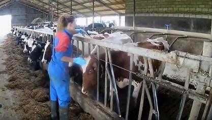 Diergeneeskundige activiteiten krijgen gedurende de coronacrisis een bepaalde prioriteit toegewezen.