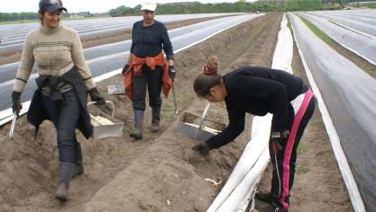 De landbouwsector wordt op vlak van werkkrachten niet alleen getroffen door ziekte, maar ook door het feit dat buitenlandse seizoenarbeiders nu niet naar ons land kunnen komen.