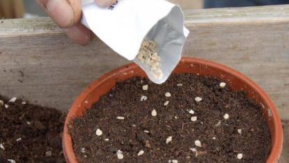 8 tot 10 weken na het zaaien kunnen de plantjes uitgeplant worden.