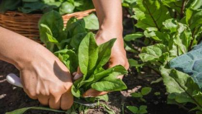 Via de website www.terrasplant.be krijgen consumenten uit heel Vlaanderen en Brussel toegang tot een ruim assortiment van The Green Community. Bestellingen worden aan huis geleverd.