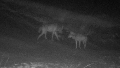 Het wolvenkoppel wordt de laatste tijd vaker gespot.