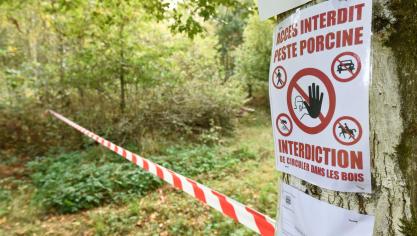 Afrikaanse varkenspest werd eerder ook in ons land vastgesteld, in de provincie Luxemburg.