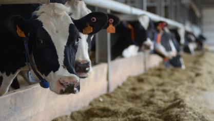 Welke parameters spelen echt een rol in de rassenkeuze en welk kuilmaïsras past het best in uw rantsoen?