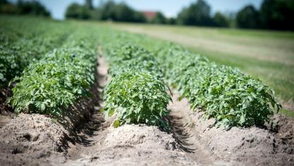 De totale oppervlakte aan aardappelen is met 4.856 ha gestegen of 5,2% in 2019. De stijging vond bijna volledig in Vlaanderen plaats (+4.839 ha, of +9,7%).