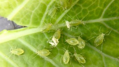 Groene bladluizen kunnen de bieten met vergelingsziekte opzadelen.