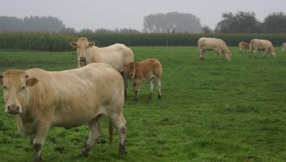 West-Vlaanderen kent van alle provincies de meeste landbouwproductie.