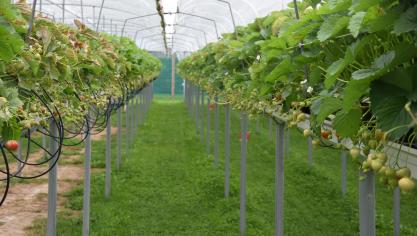 Copa-Cogeca is bezorgd dat de vraag naar onder meer aardbeien en groenten daalt.