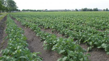 De aardappelmarkt lijkt ook volgens seizoen ernstig verstoord te worden door de coronacrisis, aldus Cools.