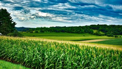 De evolutie van het areaal in Wallonië aangegeven door Vlaamse landbouwers is als volgt: van 8.108 ha in 2015 naar 8.578 ha in 2019.
