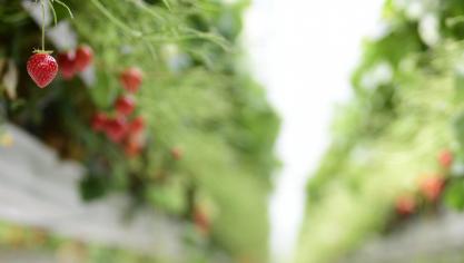Onder meer in de aardbeienteelt worden heel wat seizoensarbeiders gezocht.