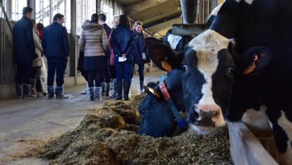 Het toevoegen van bierdraf en koolzaadschroot leidde bij proeven op ILVO tot een reductie van 13
% minder methaan per kg melk.