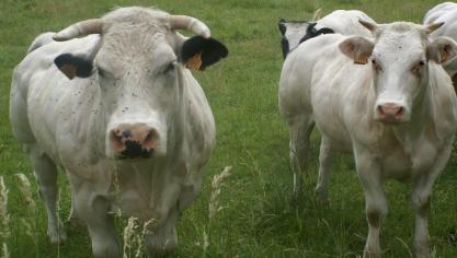 Vliegen kunnen kiemen overdragen en de gezondheid van het rundvee onder druk zetten.