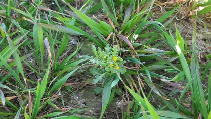 Bloeiend klein kruiskruid in tarwe.