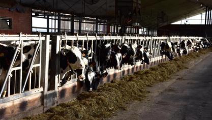 Het is bekend dat de zuivelprijzen bijzonder sterk onder druk staan. Maar ook prijzen van andere runderen zijn gevoelig gezakt.