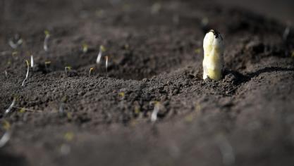 De seizoensarbeiders zijn in Duitsland dezer tijd met name belangrijk voor de aspergeoogst.