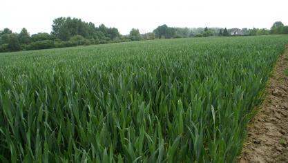 De graanmarkt wordt hard geraakt door zowel de lagere olieprijs als de coronacrisis.
