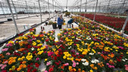 Vanwege de stilgevallen export en het sluiten van de meeste tuincentra, moesten planten- en bloemenkwekers grote volumes weggooien.